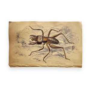 Vintage Beetle Illustration- book plate etching